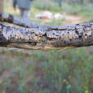 Bullet through branch