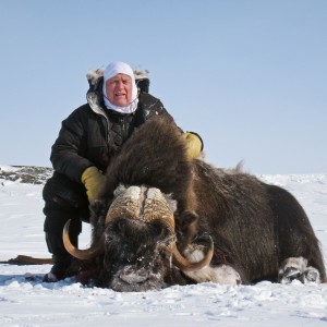 Barren Ground Musk-Ox Hunt