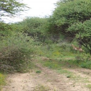 Jumping Impala