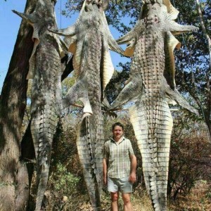 African killer crocs