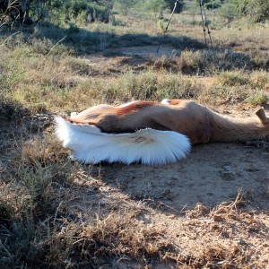 Springbok Pronking at Death