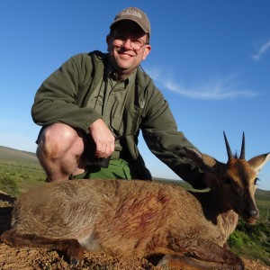 Common Duiker