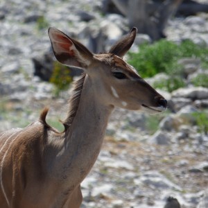 Kudu lady