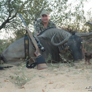 Blue Wildebeest