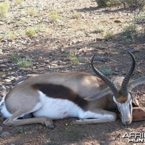 Springbok