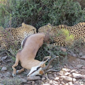 Cheetahs on the feed