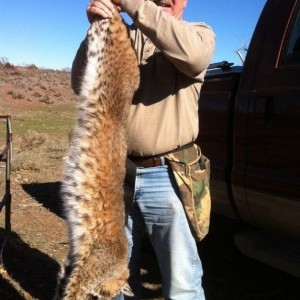 Bobcat