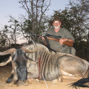 Blue Wildebeest