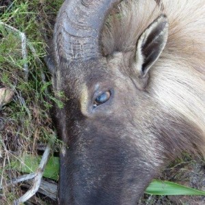 13 1/4 South African Tahr