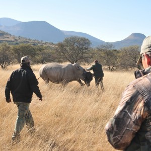 Vet Wrangling Darted Rhino