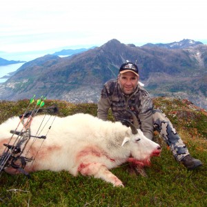 Goat in Alaska