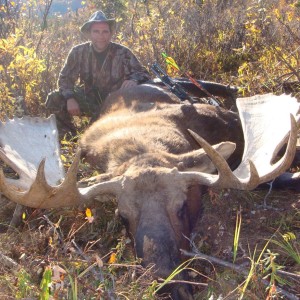 Moose Alaska 2010