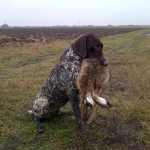 Hunting Hare Romania