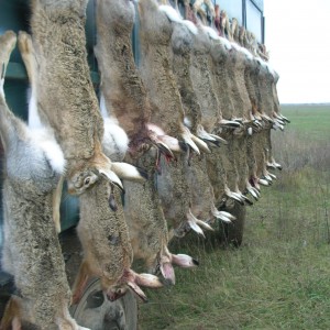 Hunting Hare Romania