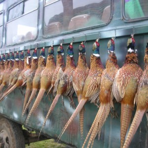 Hunting Pheasant Romania