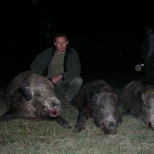 Boar Hunting in Romania