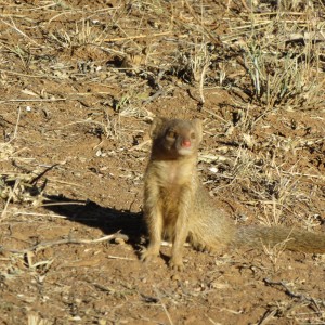 yellow mongoose