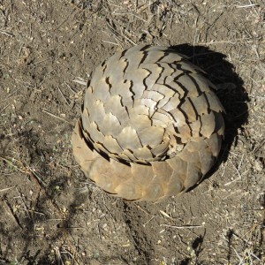 Pangolin all rolled up