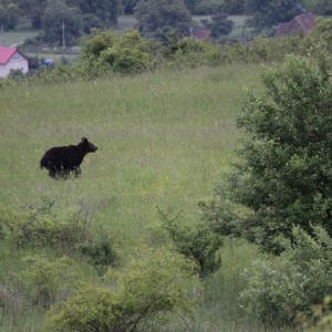 Hunting Romania Bear