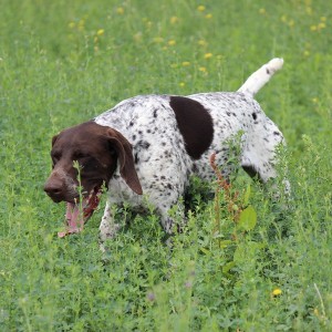 Hunting Romania