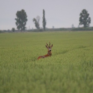 Hunting Roe Deer in Romania