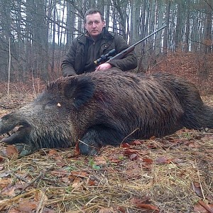 Hunting Boar in Romania