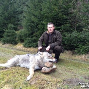 Hunting Wolf in Romania