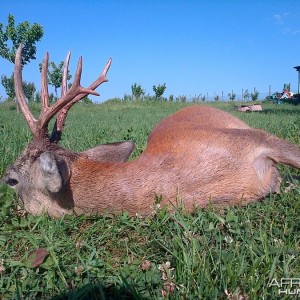 Hunting Roe Deer in Romania