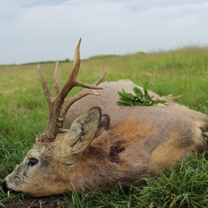 Hunting Roe Deer in Romania