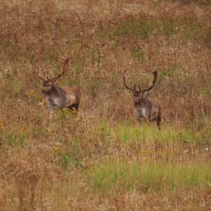 Fallow Deer Hunt in Romania