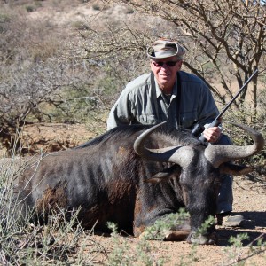 Blue Wildebeest