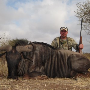 Blue Wildebeest Limpopo 2015