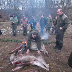 Driven hunt in Hungary.