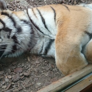 French Zoo St Martin la Plaine. .