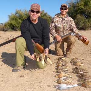 Sandgrouse hunt