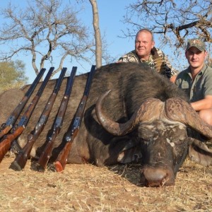 Buffalo bull South-Africa