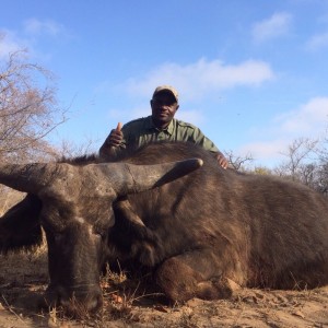 Buffalo cow South-Africa