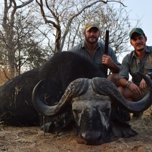 Buffalo bull South-Africa