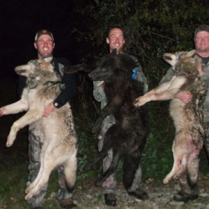 Wolf hunt in British Columbia Canada