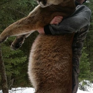 Cougar hunt in British Columbia Canada