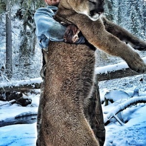 Cougar hunt in British Columbia Canada