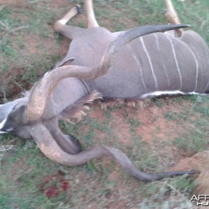 Three Horned Kudu