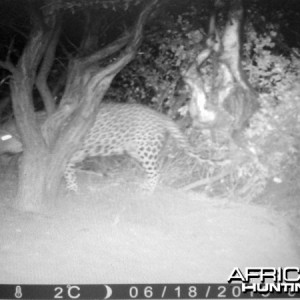 Hunting Leopard Westfalen Hunting Safaris in Namibia