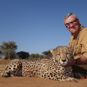 Cheetah hunted at Ozondjahe Hunting Safaris in Namibia