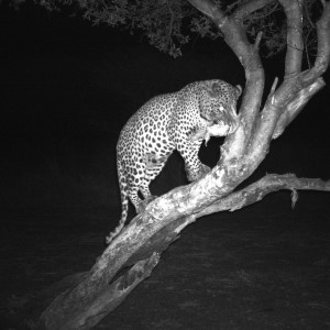 Leopard Hunt Namibia