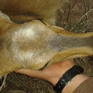 bushbuck