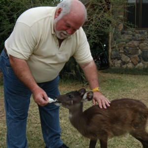 Sitatunga baby