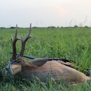 320gr. Roe Deer
