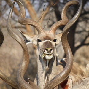 Kudu group Limcroma Safaris 2015