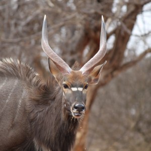 Young Nyala bull Limcroma Safaris 2015